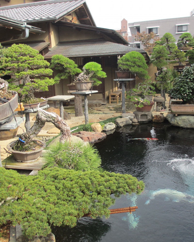 Bonsai garden with Koi pond