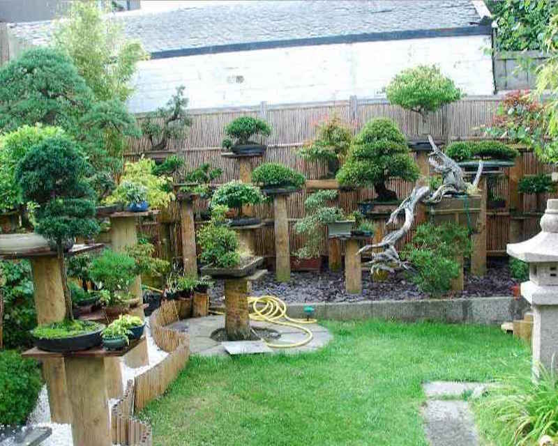 StreamLinkcom Bonsai Garden