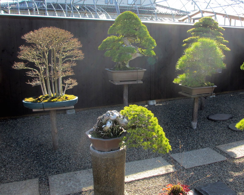 Suzuki's Bonsai garden in Obuse