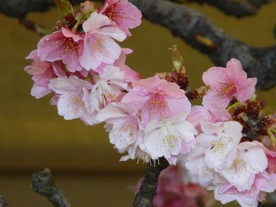 Dos cerezos en flor en un espectáculo en Japón a finales de marzo. ¡Tiempo de Sakura!