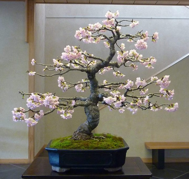Bonsái de Cerezo (Prunus) - Bonsai Empire