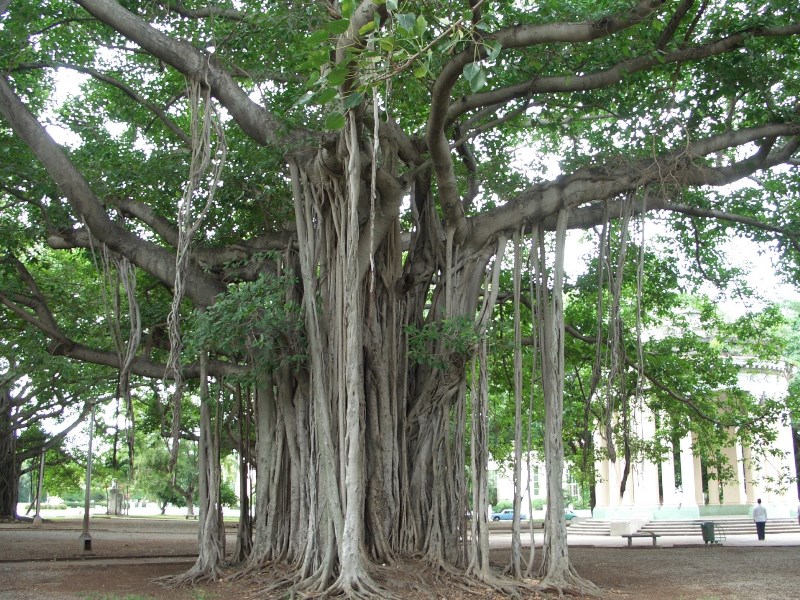 Ficus tree with Banyan roots