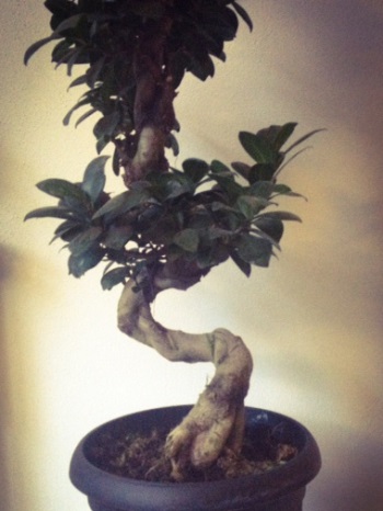 Ficus; before