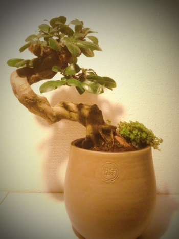 Ficus after