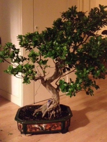 Ficus Bonsai before