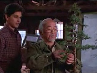 Karate kid bonsai tree in movie