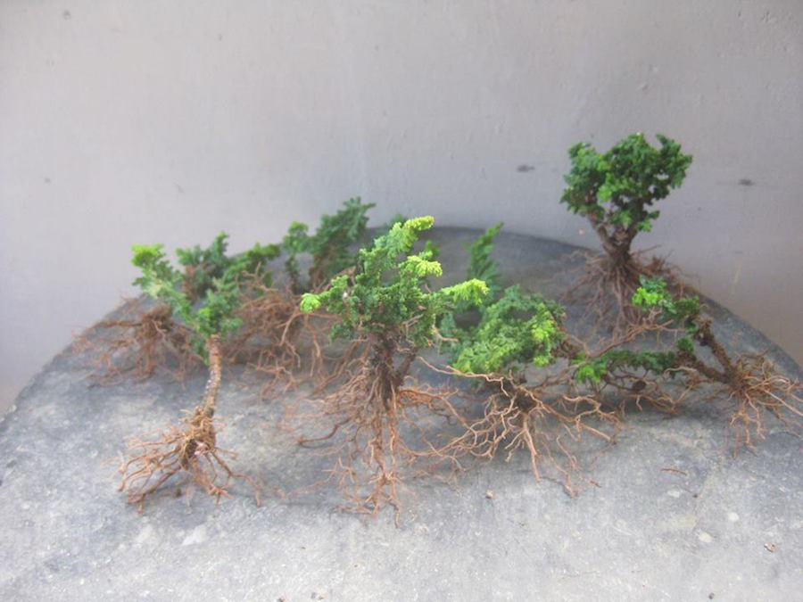 Hinoki seedlings