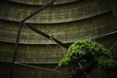 Abandoned Powerplant bonsai display closeup 2