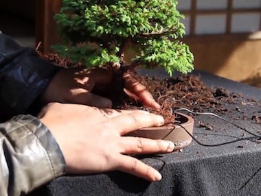 Repotting the bonsai