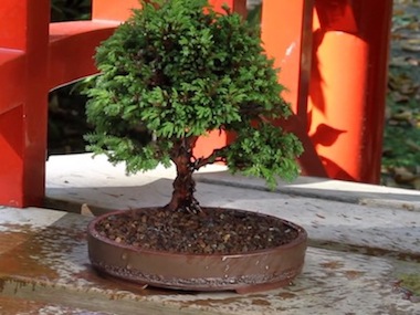 The repotted bonsai tree
