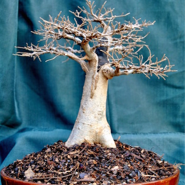 Chinese elm in Baobab style (Bonsai Beginnings)
