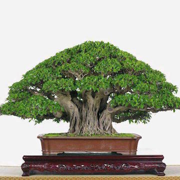 Ficus bonsai banyan (Weng Zhang)