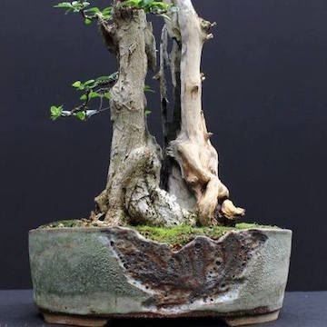 Bonsai hollow trunk (Harry Harrington)