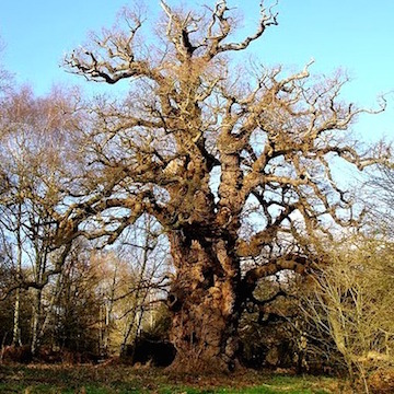 Majestic oak tree