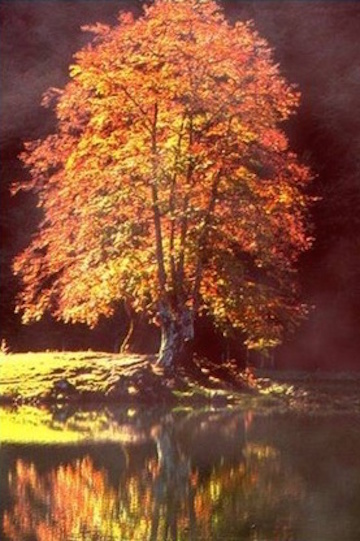 Maple tree in fall (Feel Spirit)