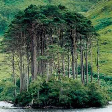 Island with pines (Scotland.gov)