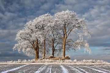 Trees in winter (DailyMail)