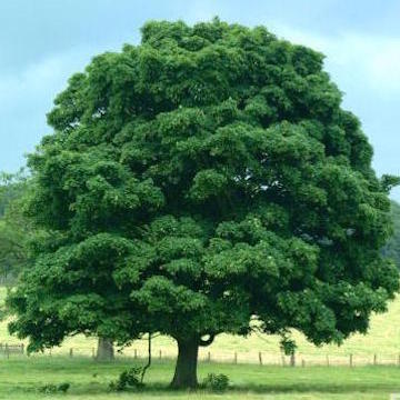 Tree (Nature blog)