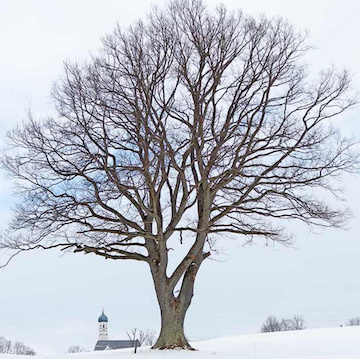 Tree in winter (Facebook Walter Pall)