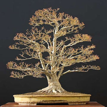 Maple bonsai in winter