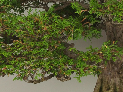 Bonsai Ciprés Hinoki (Chamaecyparis Obtusa)