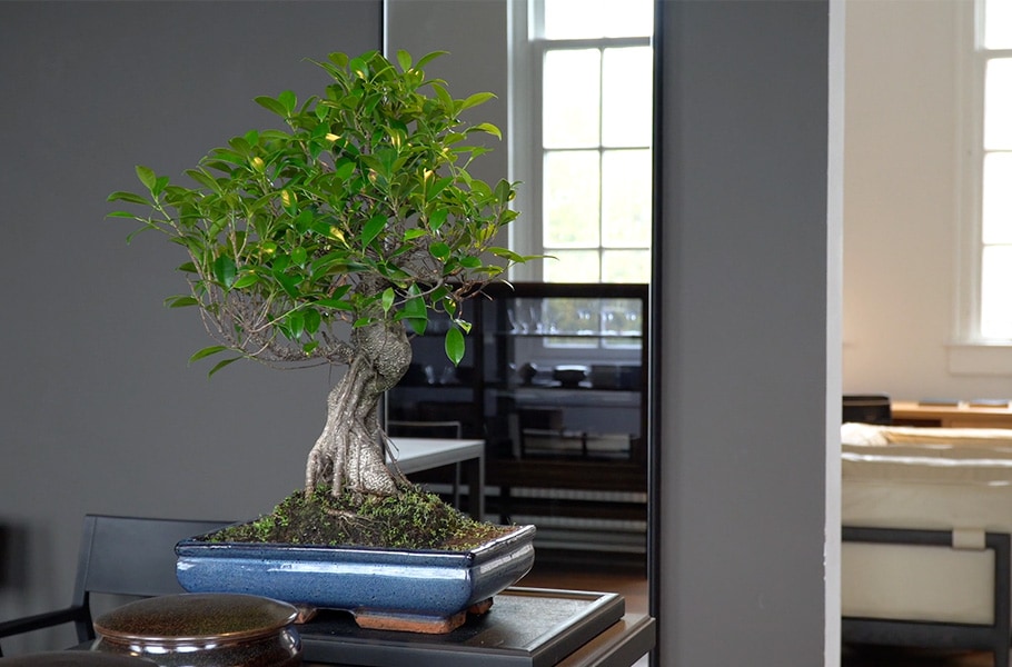 Ficus Bonsai Retusa