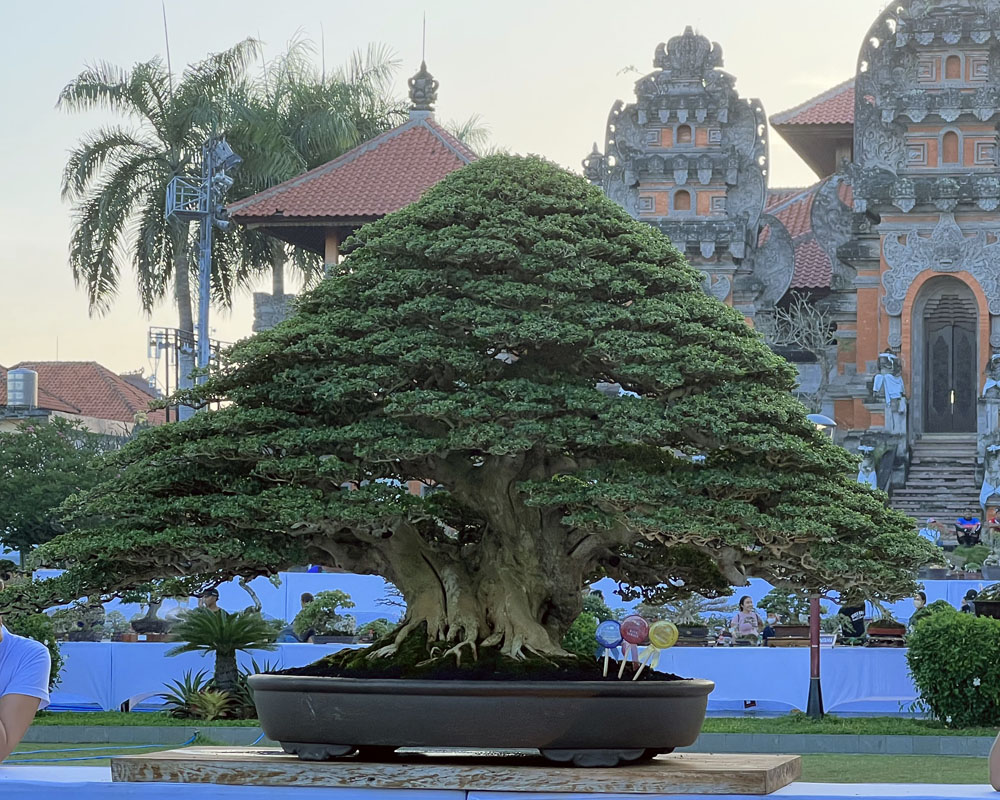 Premna Microphylla Bali Bonsai
