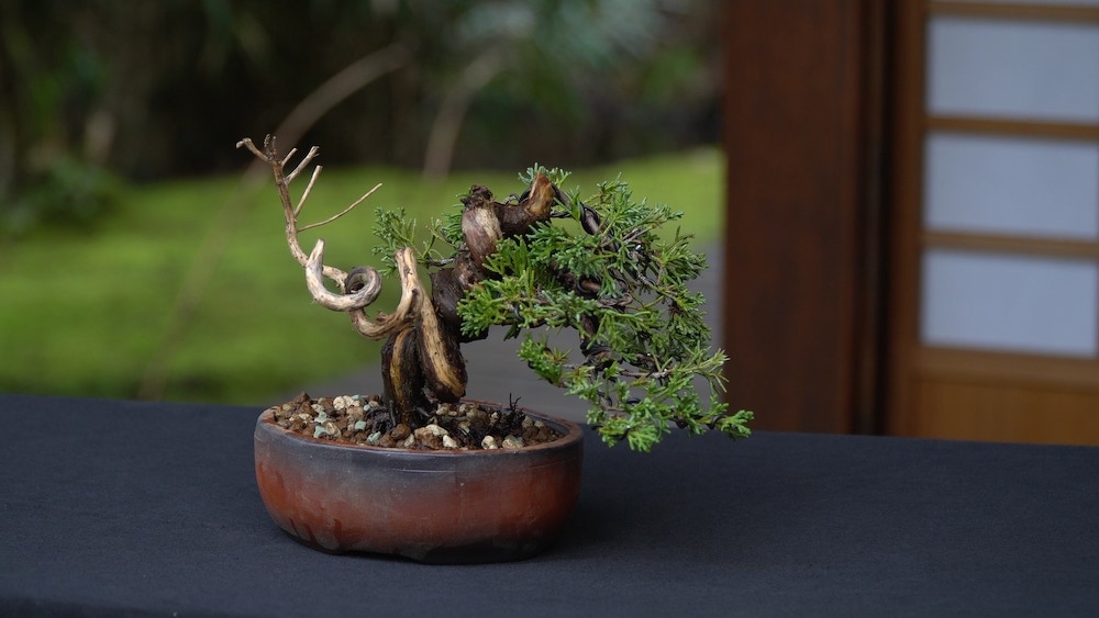 Juniper bonsai before