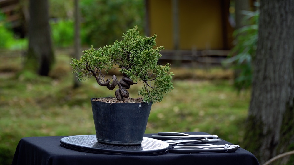 Junipero bonsai