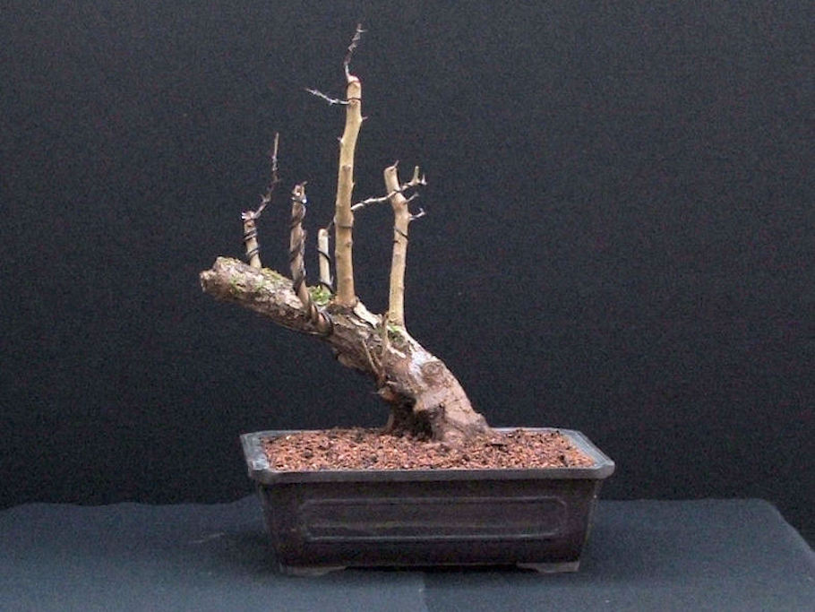 Hawthorn raft bonsai