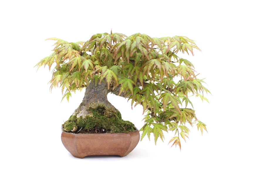Maple bonsai