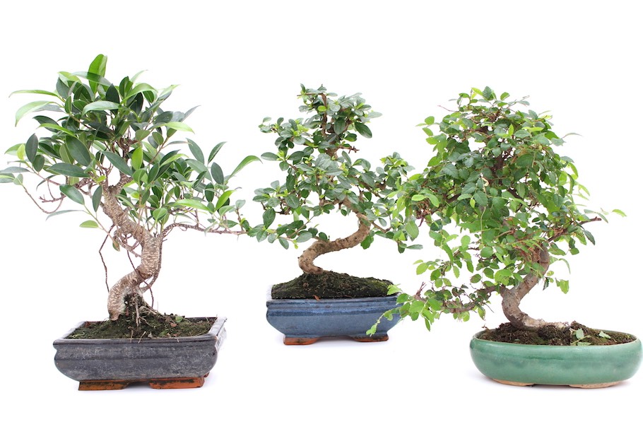 Indoor bonsai trees and their specific care rules - Bonsai Empire