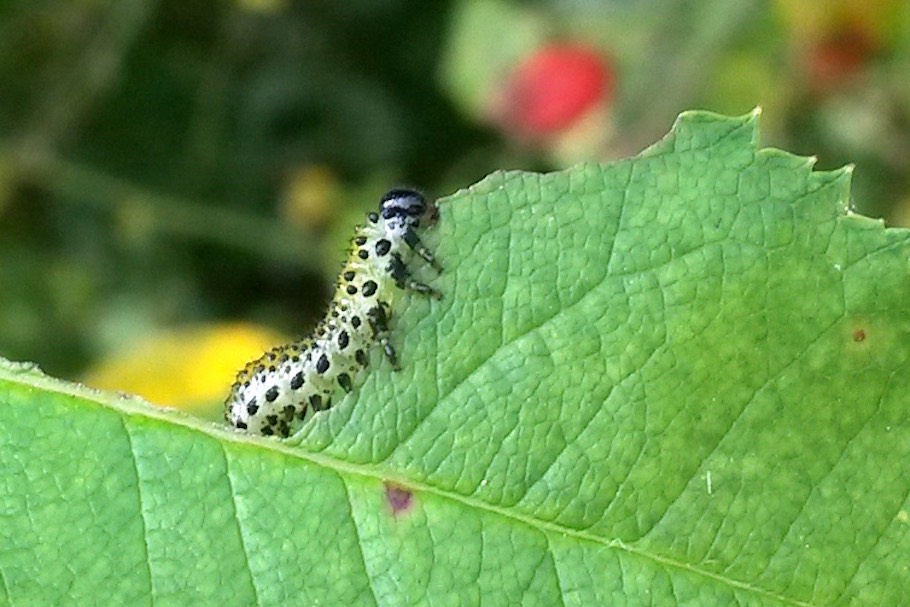 Caterpillar on a Bonsai tree