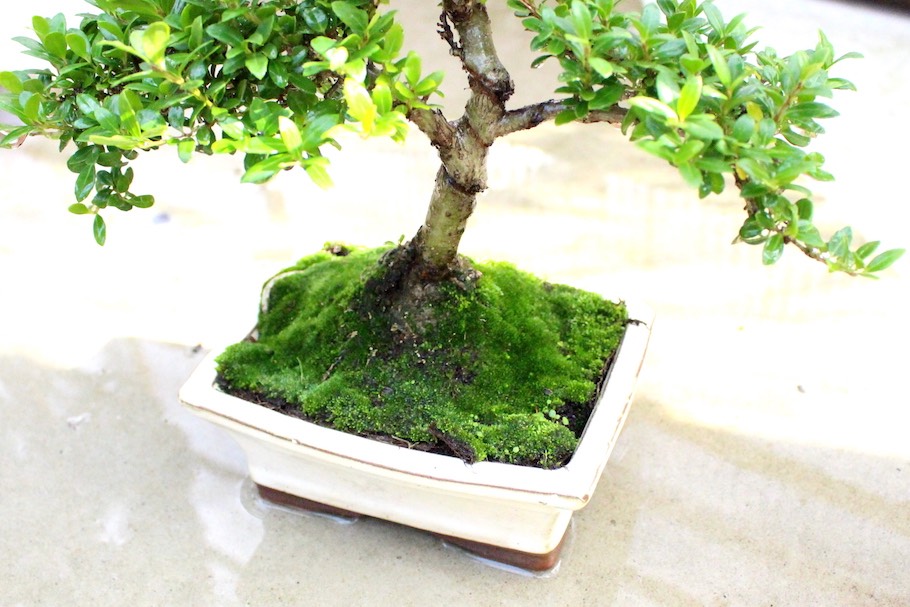Watering a bonsai tree