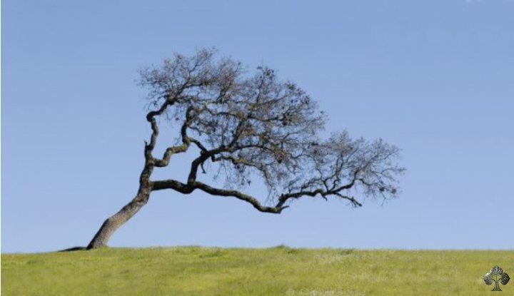 Windswept tree