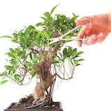 Podando un Ficus