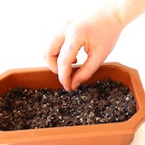 Colocando las semillas en el substrato