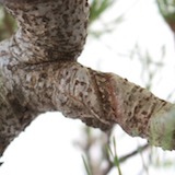 Una cicatriz provocada por un alambre que se dejó en la rama durante demasiado tiempo