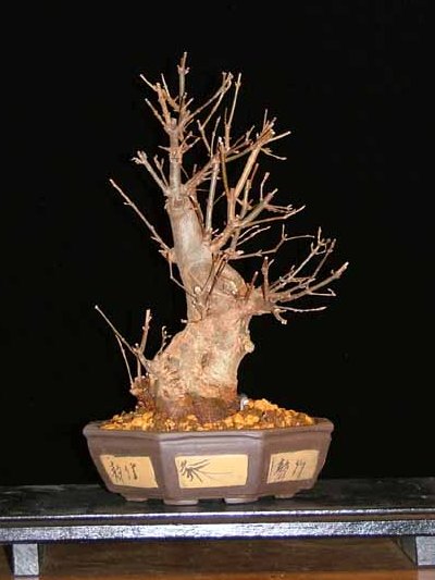 Trident maple bonsai