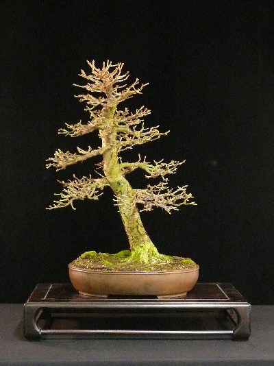 Larix bonsai