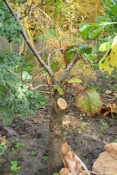 Prune trunk of bonsai