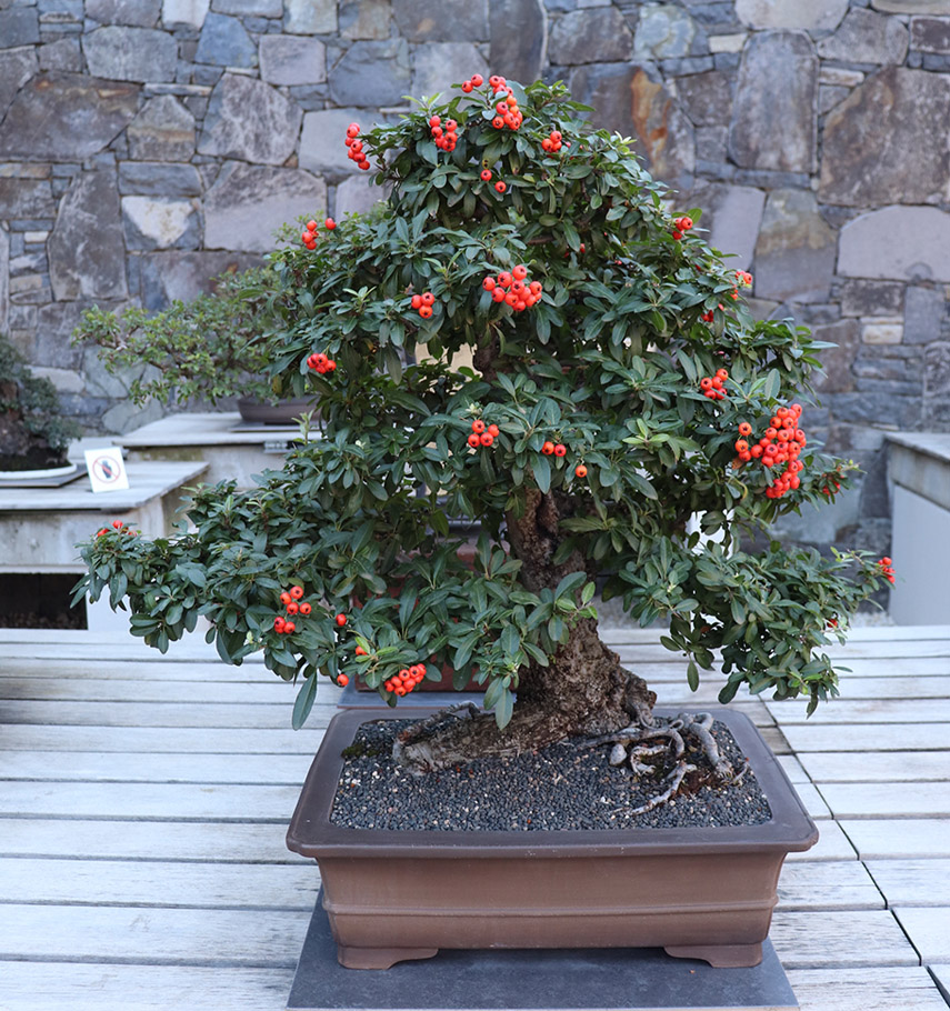 Pyracantha (Espino de Fuego bonsai)