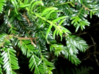 Taxus baccata Bonsai