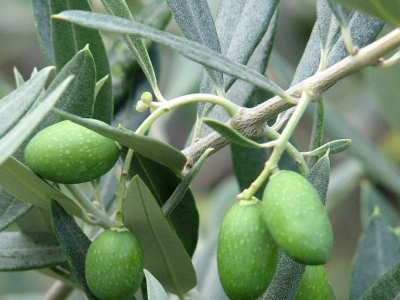 Bonsái de olivo