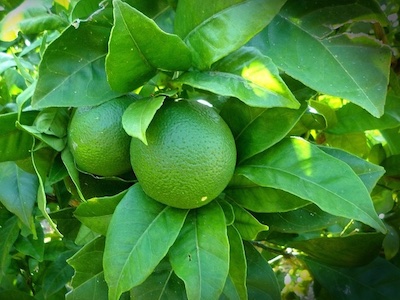 Citrus (Citrus Limon / Sinensis) y Naranjo