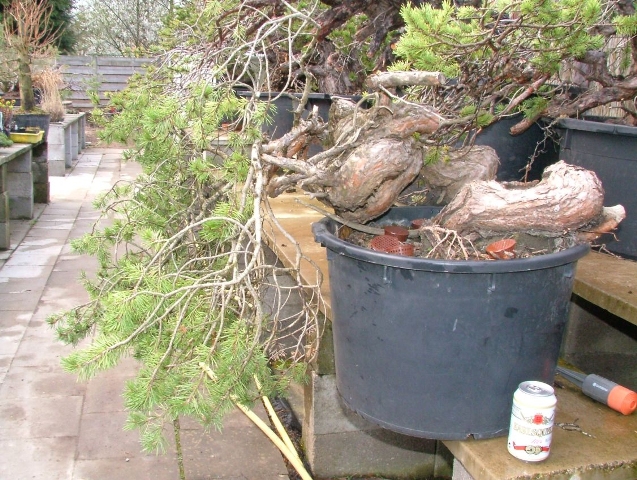 Pinus Syvestris, fall 2009