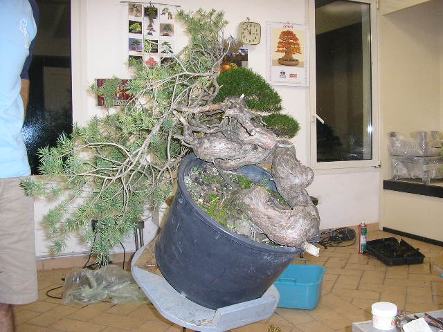 Pine bonsai