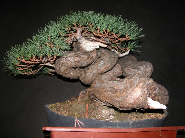 Pine Bonsai with twisted trunk revealed