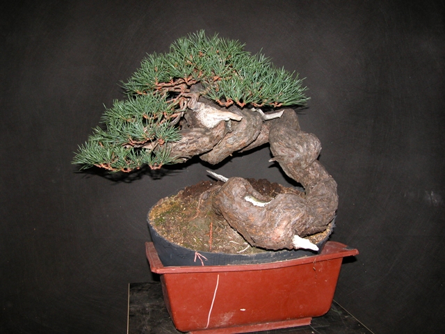 Araki pine