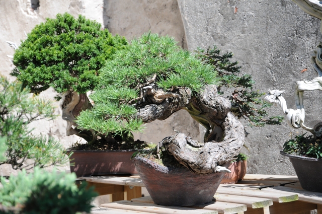 Pine bonsai in garden